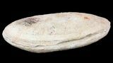 Triassic Fossil Fish (Australosomus?) In Nodule - Madagascar #53662-3